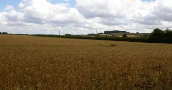 Scientists breed designer wheat for whisky distillers wheat-700-700x336