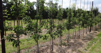 UK farmers given support for seasonal labour with new pilot scheme Growing Material Fruit Wall Orchards ahdb 170217 700
