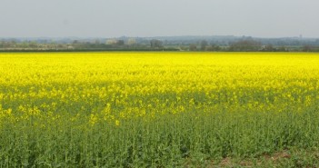 Key gene find could enable development of disease-resistant crops ocr beds by cl 700