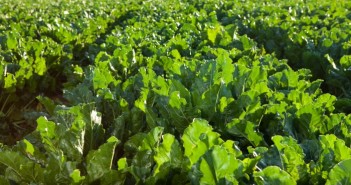 Beet growers left frustrated after British Sugar takes down online portal Fieldof sugar beet niamh 700
