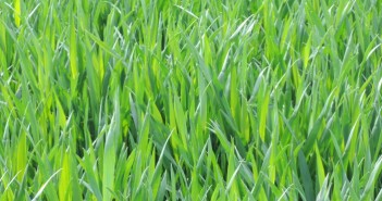 Nitrogen-efficient crops on the horizon: Can we grow more with fewer emissions? crusoe 180517 cl 700