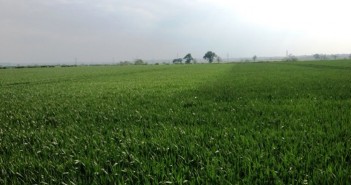 It’s not too late to boost protein levels in your milling wheat vuelio 230517 700