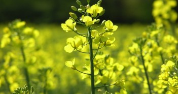OSR champion varieties for growers in the west WynnstaystockpicOSR
