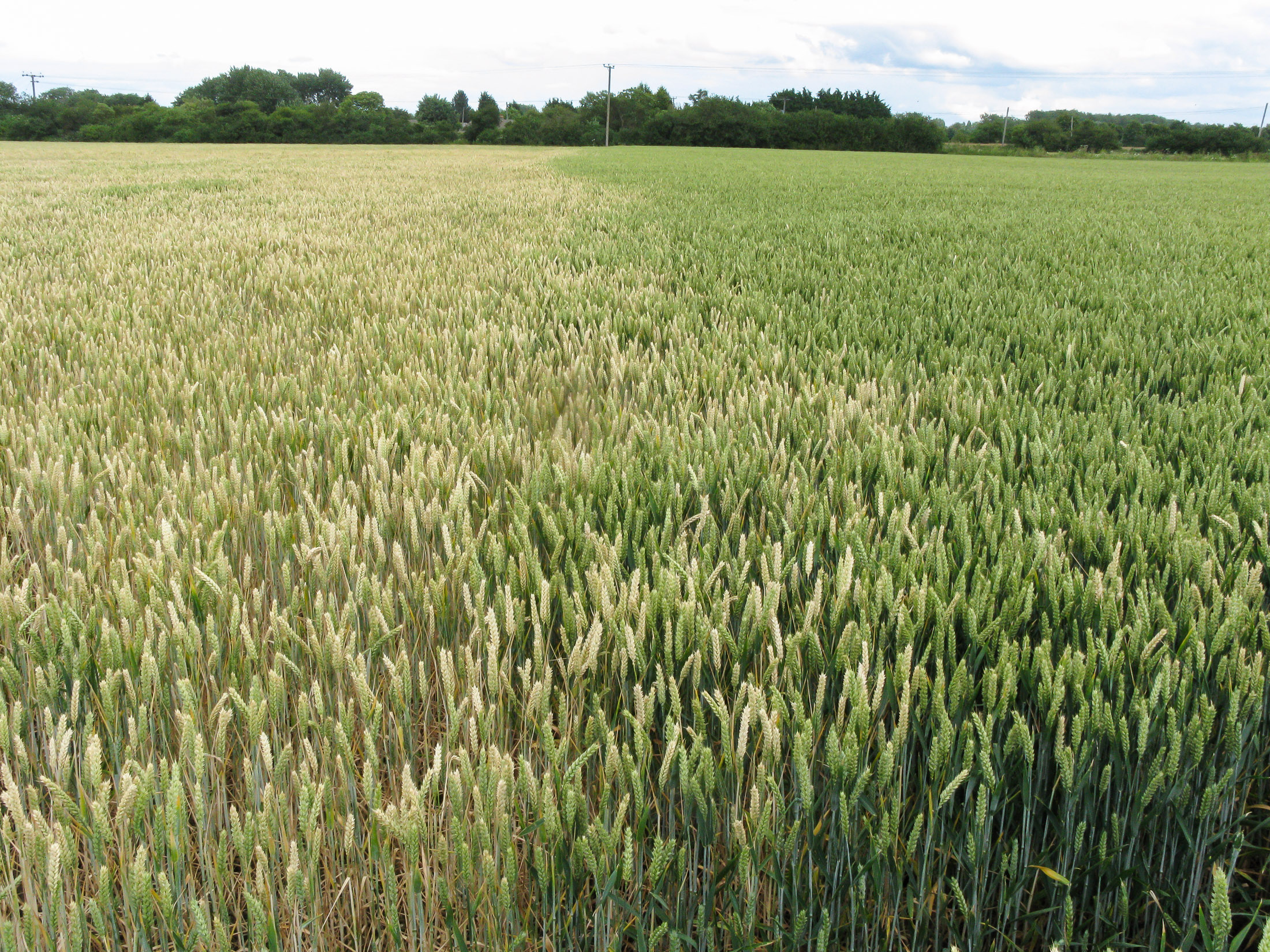 Takeall impacting first wheats Agronomist & Arable Farmer