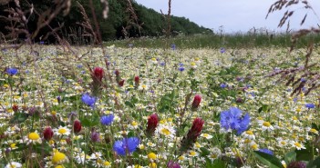 Beans benefit from flowering attraction for bees JSR OP Poll Annual mix