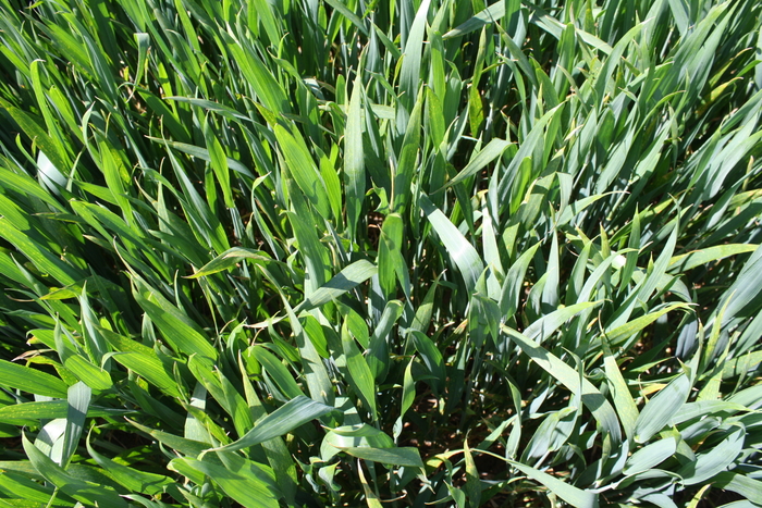 tillering