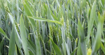 Nitrogen fixation engineering in cereal crops moves a step closer Evolution is the best