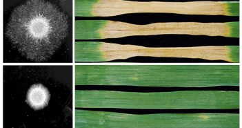 Gotcha: the gene that takes the fun out of fungus Septoria fungus wild and mutant