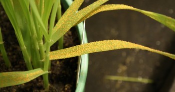 ‘Significant’ new yellow rust race confirmed in the UK Yellow Rust courtesy of NIAB