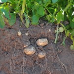 Potato Science Live showcase for agronomy and technology ????????????????????????????