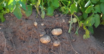 Potato Science Live tackles new agronomy topics for 2020 season ????????????????????????????