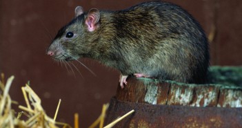 All rodenticide users encouraged to update knowledge Norway_Rat_Bayer