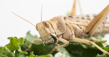 Crunch time for food security Rothamsted