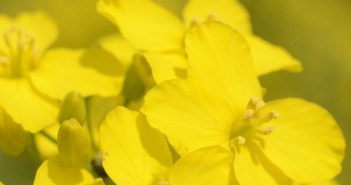 Oilseed rape crops provide challenging decisions for growers. oilseed-rape