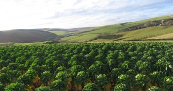 Pregnancy test science could protect the Christmas sprout Sprout_AHDB