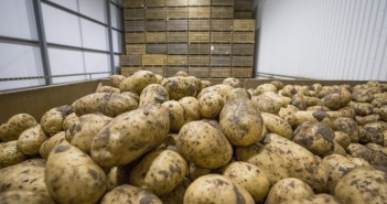 GB potato stocks up 23 per cent on previous season Maris Pipers in storage