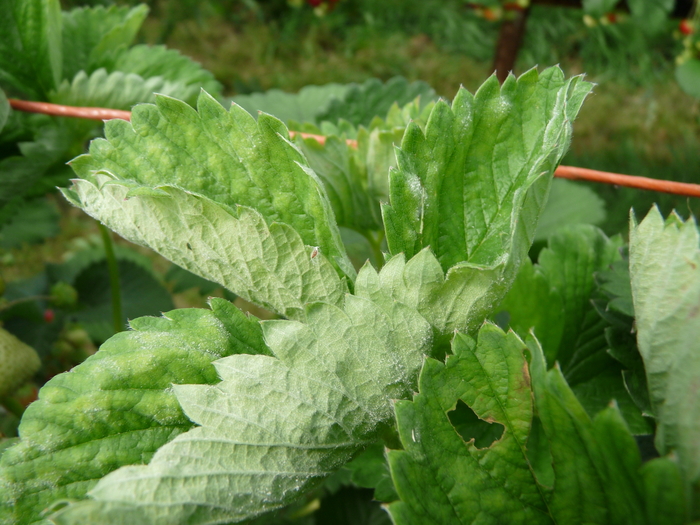 Launch of new powdery mildew fungicide Agronomist & Arable Farmer