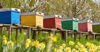 Neonicotinoids: Risk to bees confirmed. Bayer respond shutterstock_404083366