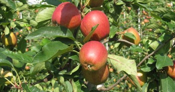 Growers get early warning for when to harvest Gala apples Gala Apples