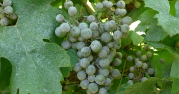 BASF adds another product to its grape portfolio Grapes