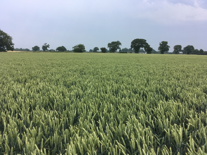 Winter wheat crop update Agronomist & Arable Farmer