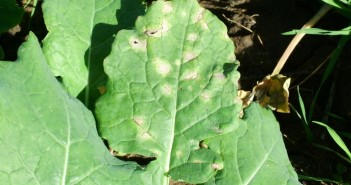 Light leaf spot risk highest in central Britain Light leaf spot in OSR