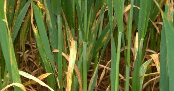 Mounting concerns about SDHI resistance combined with an unpredictable disease outlook are putting wheat fungicide strategies under closer scrutiny this spring, leading agronomy firm Hutchinsons says. Septoria on lower leaves