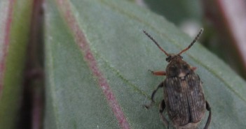 Early trigger for Bruchid warnings Bruchid Beetle