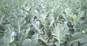 Signum for brassicas Ringspot in brassicas