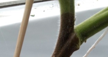 Early appearance of late blight raises concerns for tomato growers Webp.net-resizeimage