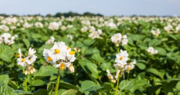 New amino acid growth stimulant launched by Arysta Lifescience Closeup of blooming potato plants