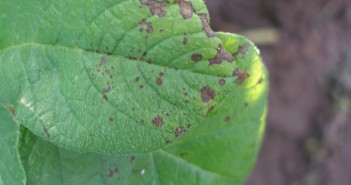 Alternaria protection to save green leaf area OLYMPUS DIGITAL CAMERA