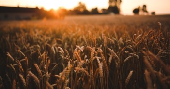 Additive value of new biostimulant shown in latest trial results Arysta pic