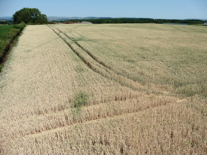 Growers urged to cut their losses in droughthit cereals Agronomist