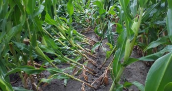 Maize lodging could affect harvest success Lodged maize