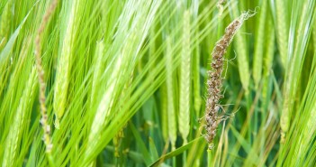 Bayer quiz highlights disease identification challenge Loose smut