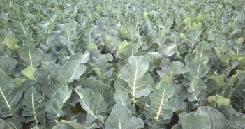 New multipurpose fungicide for speciality crops Perseus treated