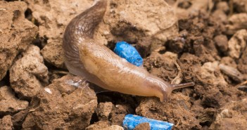 Chiltern to challenge Defra in the High Court Slug feeding on Sluxx HP pellet