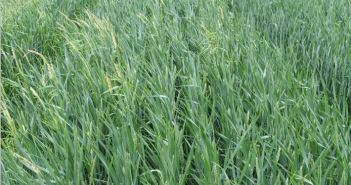 Increased supply of Crystal herbicide will help growers make best start to black-grass control programmes Crystal + Hurricane (240gha flufenacet, 1200gha PDM, 100gha DFF)