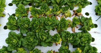 New cases of lettuce Fusarium wilt confirmed dav