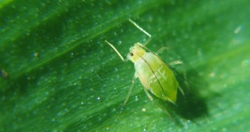 Peach-potato aphid migration begins green plant louse
