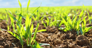 Target soil-borne pests directly with seed treatments Young wheat seedlings growing in a soil.
