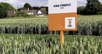New KWS varieties deliver high yield and excellent disease resistance KWS Firefly