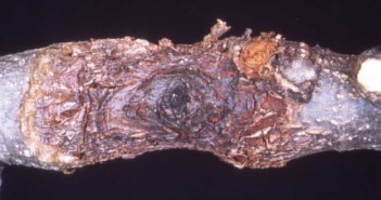 Cuprokylt granted emergency approval in top fruit Nectria Canker