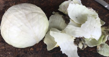 Important new EAMU for cabbage growers Serenade treated cabbage