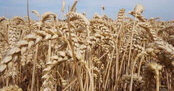 High yields and quality play out in Limagrain’s recommendations LG Skyscaper