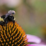 Backpacks on bees could replace drones Vikram Iyer shows the sensors that he attaches to live bees at the urban farm uw