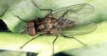 Bean seed fly Bean seed fly