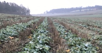 Spring agronomy advice to help OSR fulfil yield potential Farmacy OSR