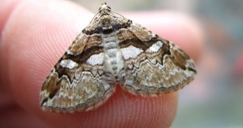 Save the moth, stop the rust and enhance food security Barberry Carpet Moth - credit Ian Hughes, Butterfly Conservation
